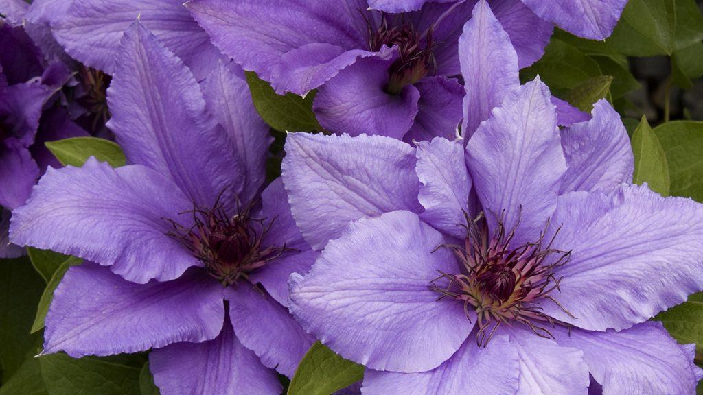 Short and Sweet: 5 Ways to Use Compact Clematis