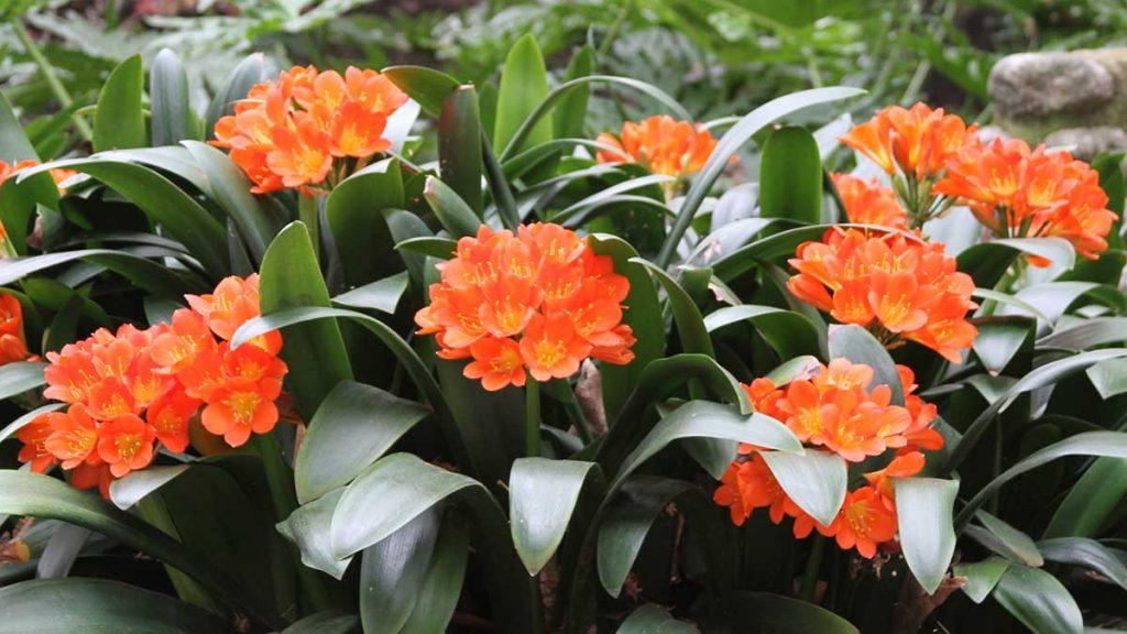 Clivia N°60 African Princess X Self A seedling with one leave 