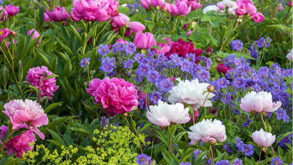 Variety of pink and purple springtime flowers including peonies, lady’s mantle, and cranesbill geranium.