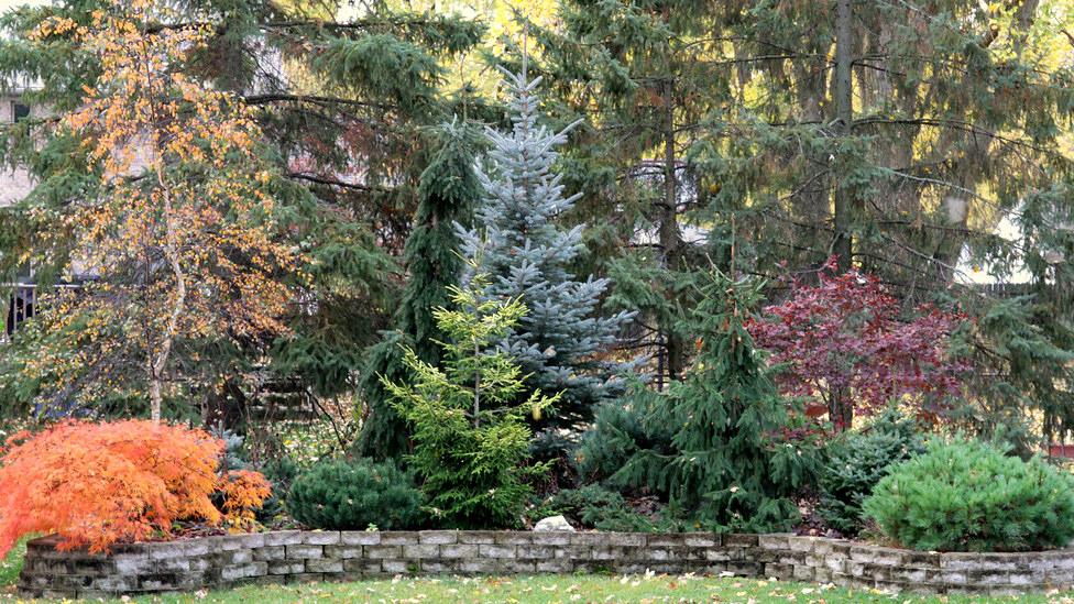 Colorful Cold-Loving Conifers for Your Garden