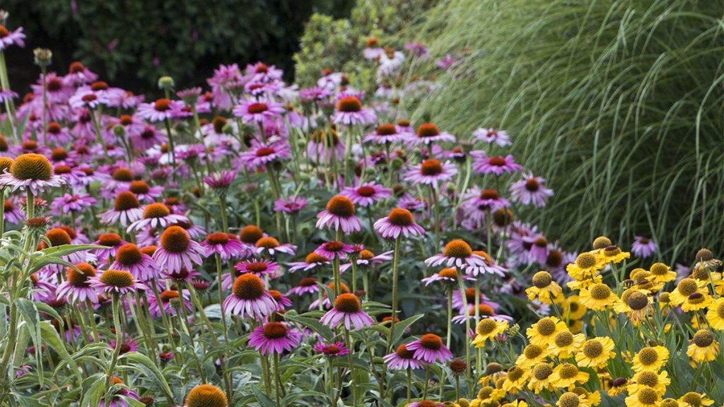 The Ruby Star Coneflower next to yellow flowers in a garden.