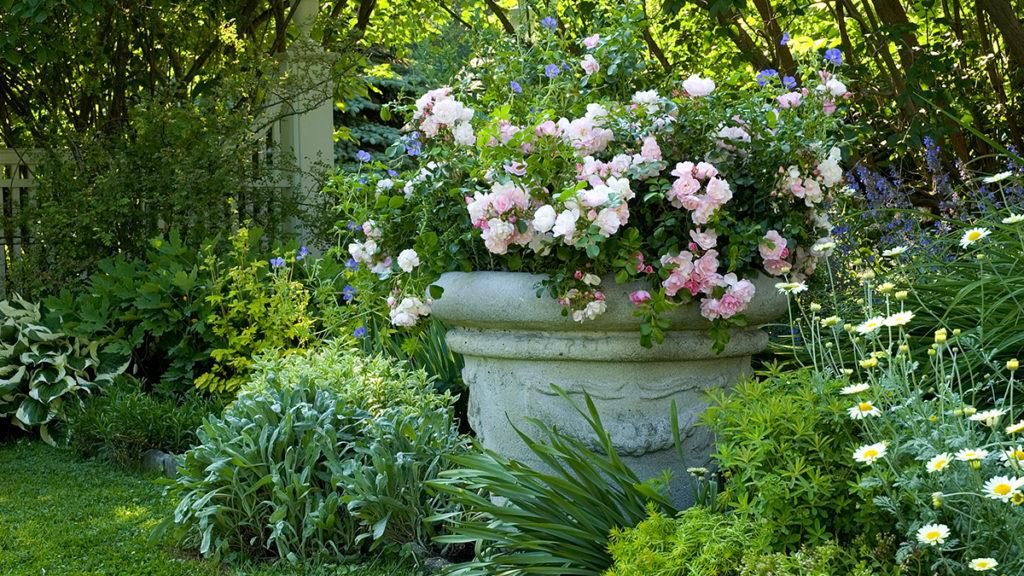Giant stone pot filled with Flower Carpet Appleblossom Groundcover Roses and cranesbill geraniums surrounded by green plants.