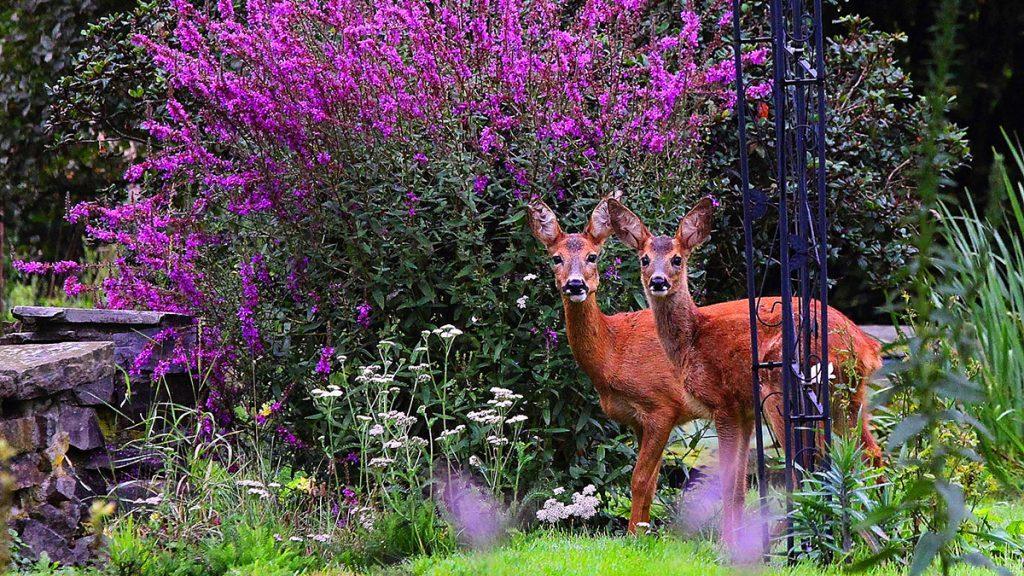 18 Beautiful Deer Resistant Shrubs to Protect Your Garden