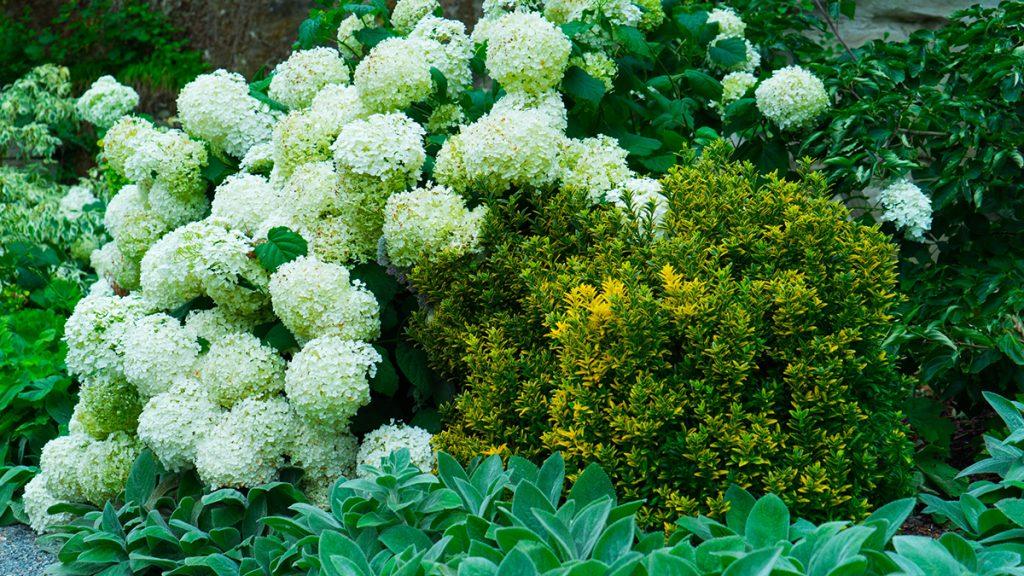 12 Perfect Plants for East Facing Borders