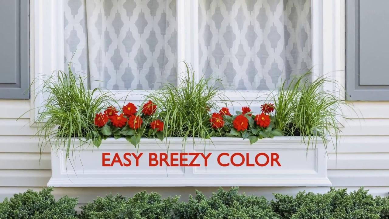 Easy Breezy Window Box with Color using Dwarf Grasses and Annuals