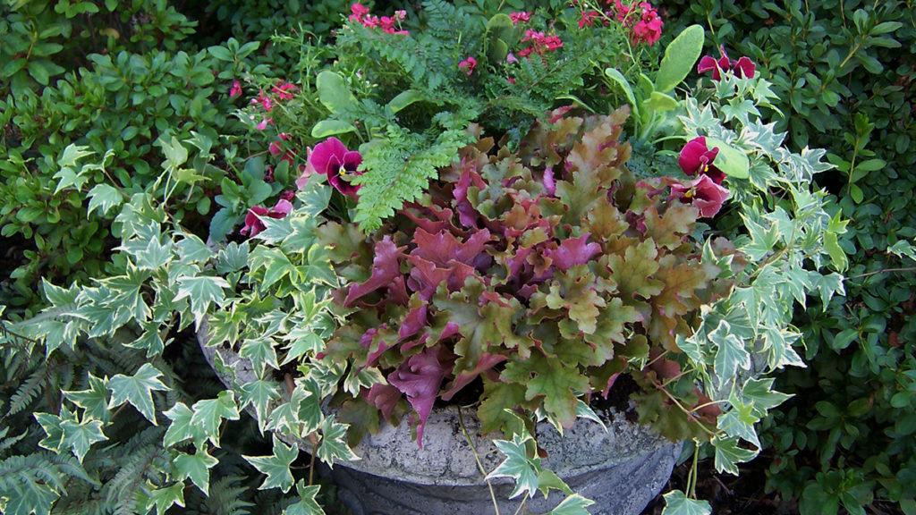 Fall and winter style potted plant with a variety of green and red flowers and plants including Marmalade coral bells.