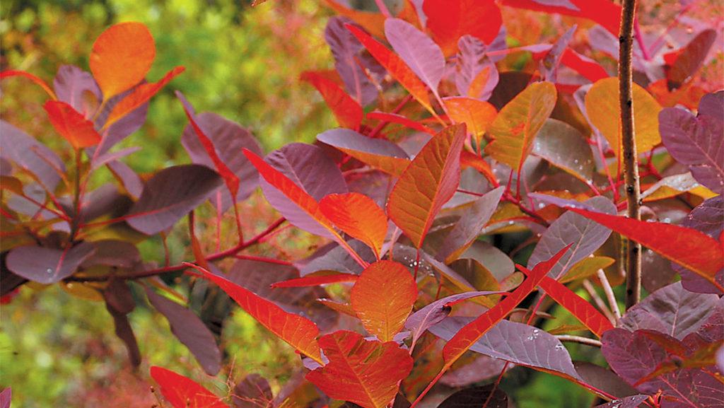 Close-up of the red leaves of a Grace Smoke Tree.