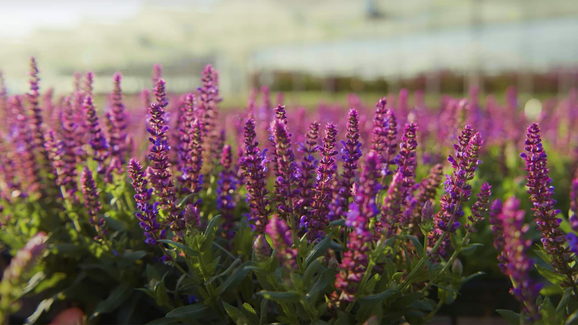 Find the Right Salvia for Your Garden