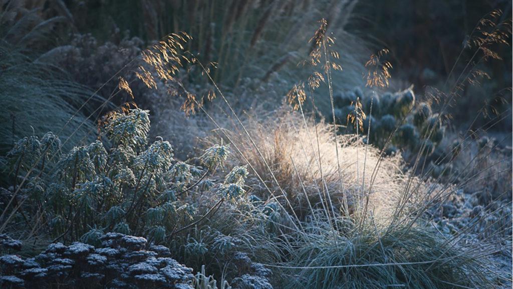 The Magic of Frost: A Few Tips to Protect Plants