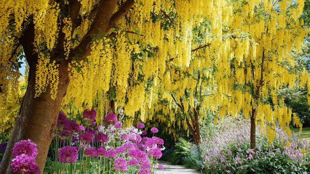 Golden Chain Tree draping over bright purple flowers in a garden.
