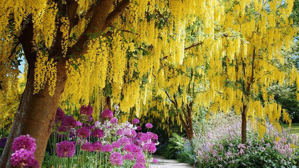 Top 13 Flowering Trees for Small Gardens