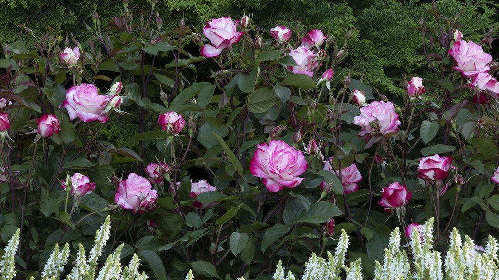 Grace N’ Grit Pink BiColor Roses.