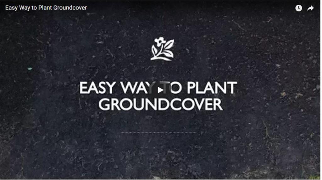 Video: How to Plant Groundcovers