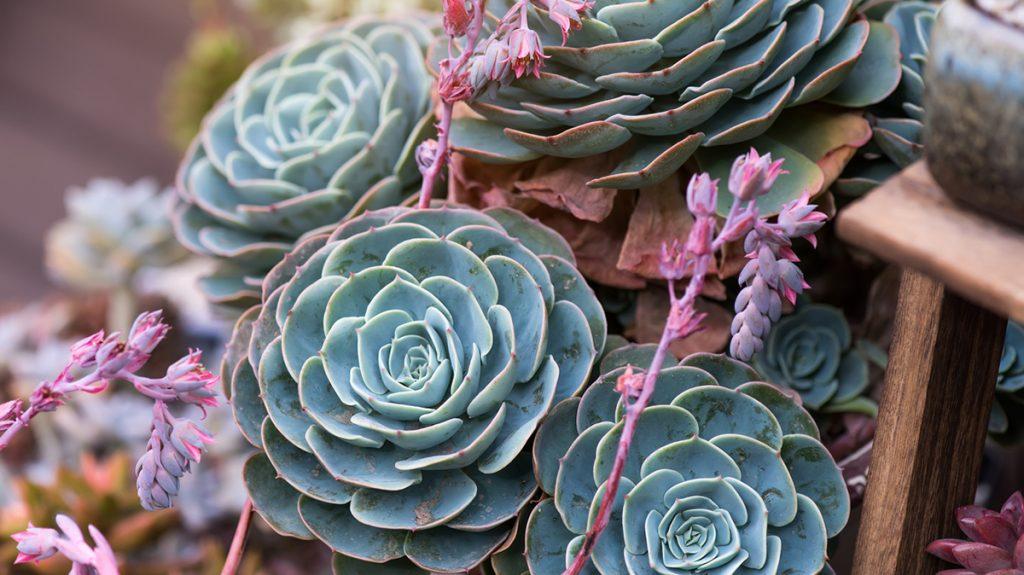 Succulents: Designing With Moody Pale Tones