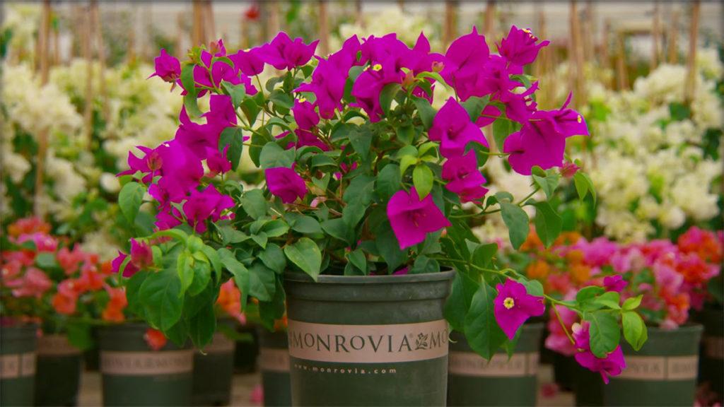 Pink flowers in a Monrovia container with other potted flowers in the background.