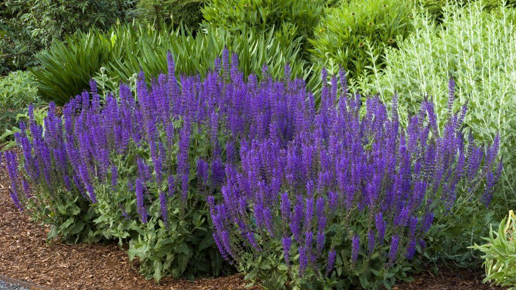 10 Robust Summer Blooming Perennials to Buy Now