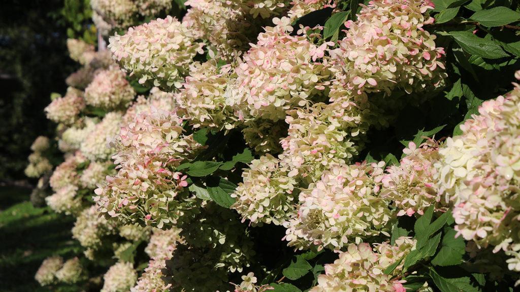 Image of Row of Seaside Serenade Hamptons Hydrangea bushes in garden