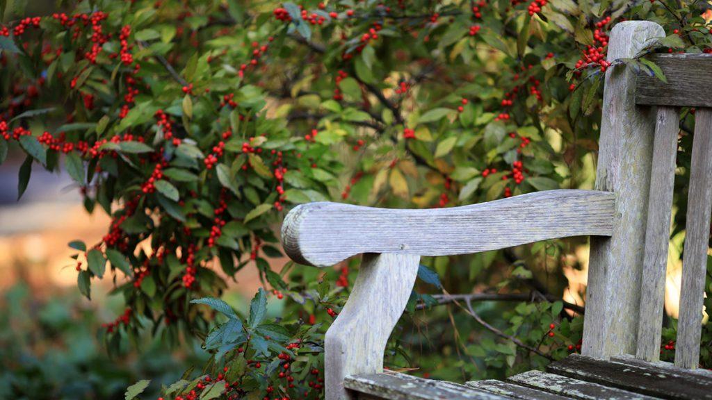 Close-up of a wooden bench next to a holly plant filled with red berries. 