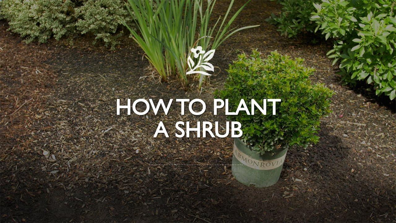 How to Plant a Shrub with Monrovia Gardens
