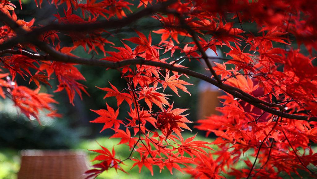 Maple Tree Guide: 14 Species, Types, Colors, Identification, Diseases