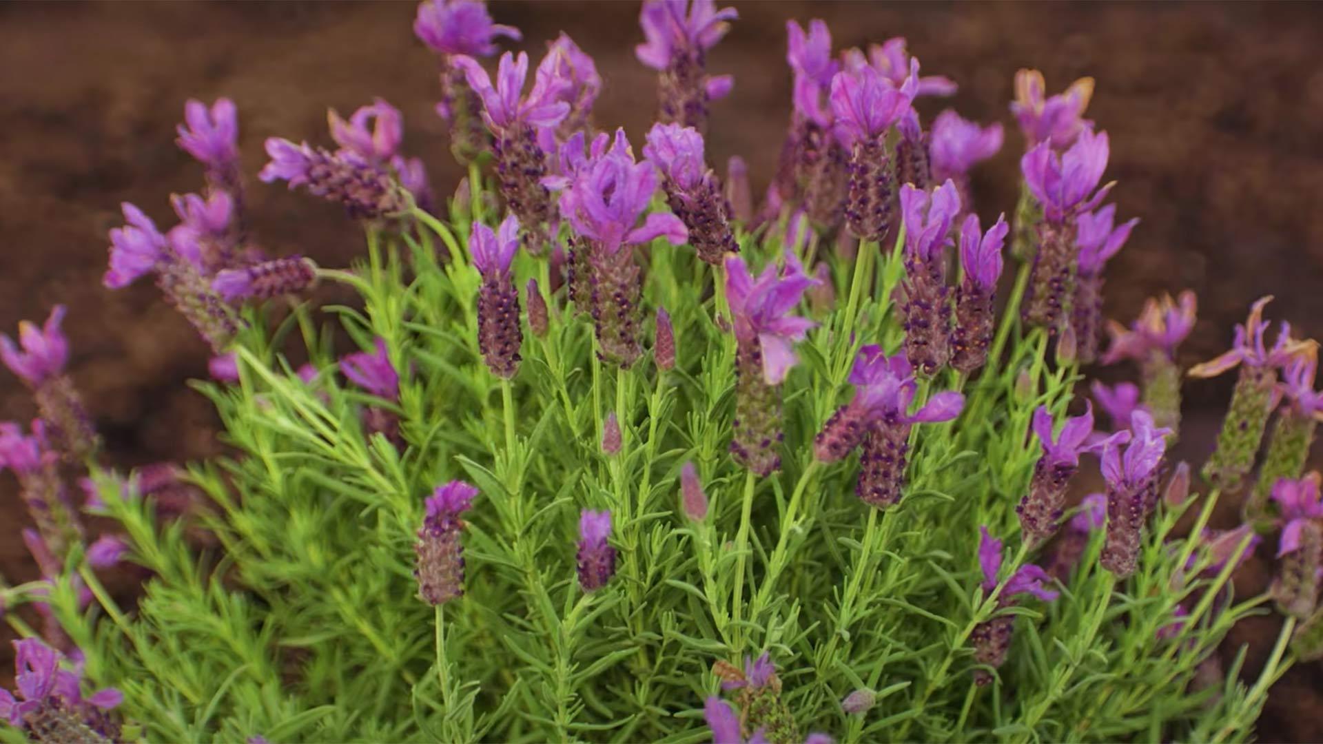 purple lavender plant