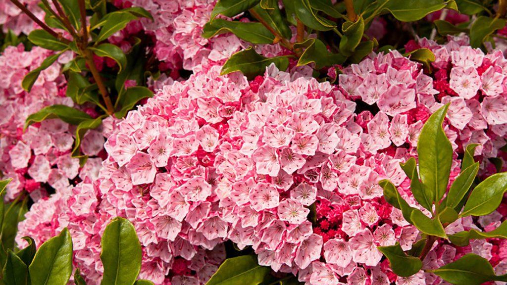 Best Shrubs to Attract Pollinators (Southeast)
