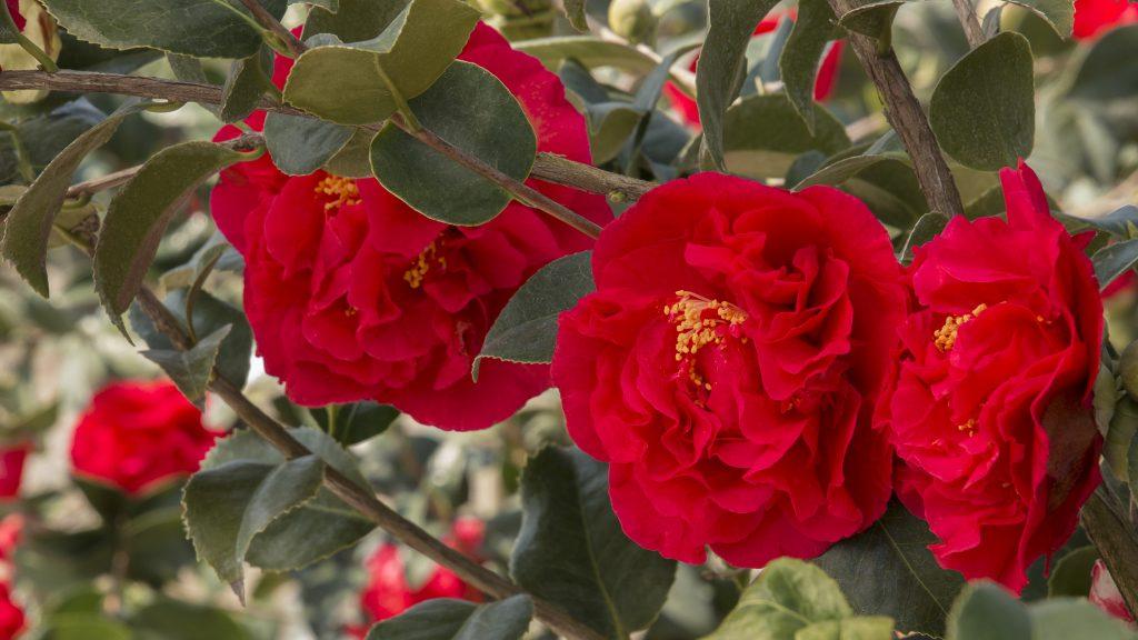 Red Kramer's Supreme Camellia Flowers.