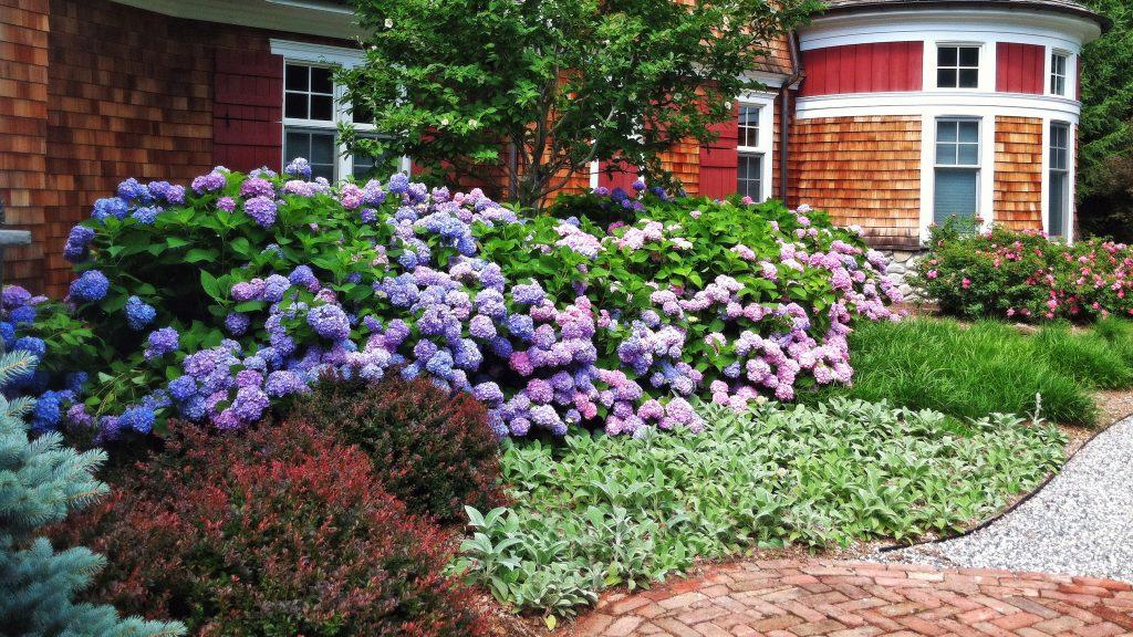 Try Mid-Sized Shrubs for a Layered Border