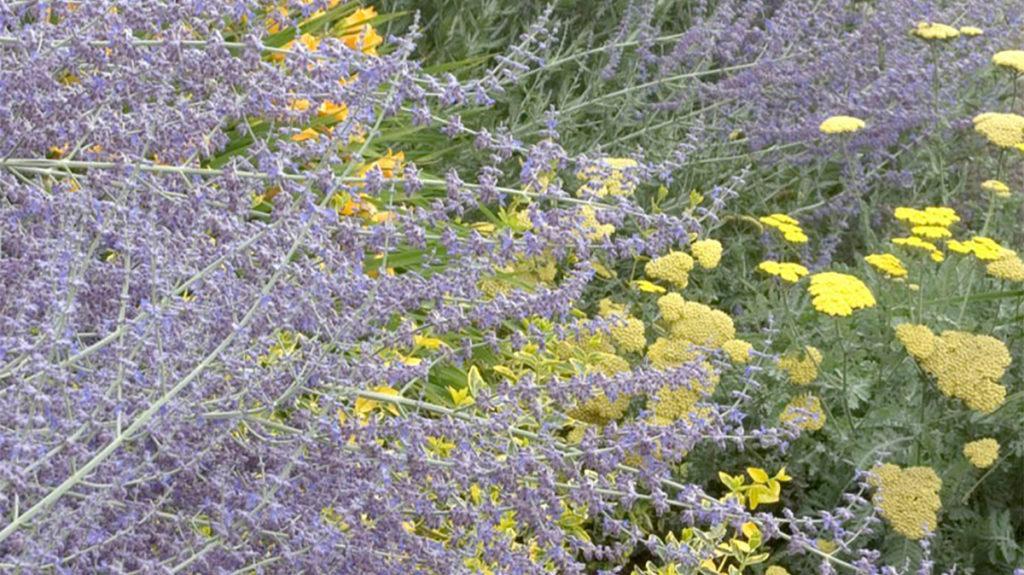 Little Spire Russian Sage next to yellow flowers.