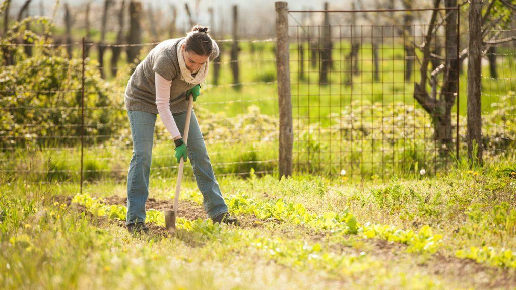 5 Essential Spring Garden Tasks to Keep Healthy Plants