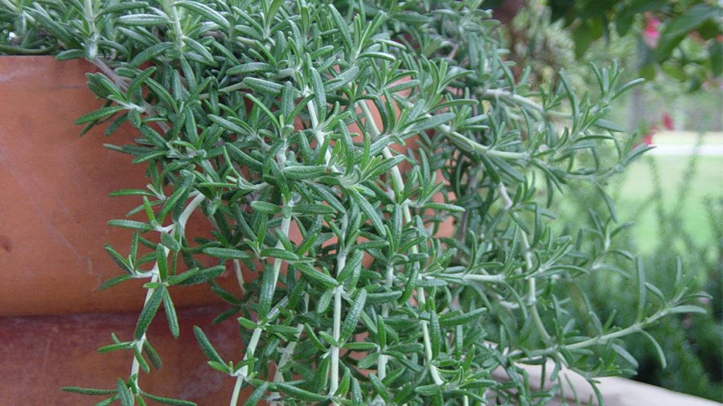 Close-up of Huntington Carpet Rosemary plant in a brown pot.