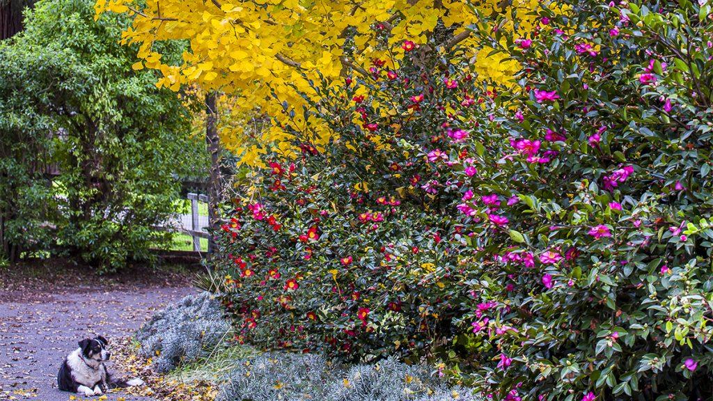 Garden scene with green and yellow trees as well as pink and red Camellias flowers in the foreground next to a dog.