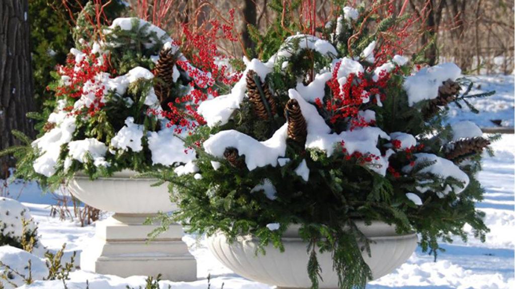 A Few Winter Container Ideas for Cold Zones