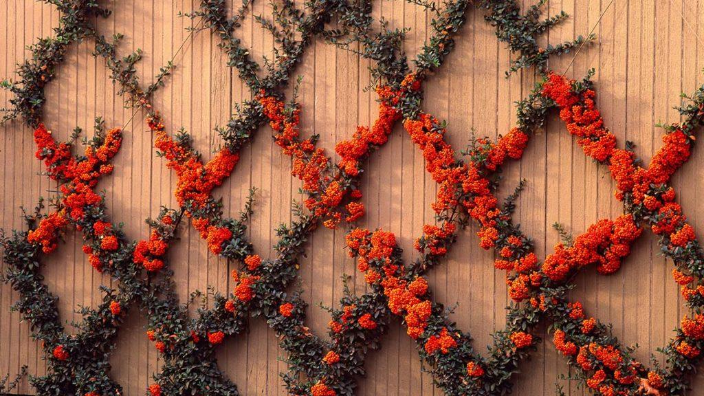 Pyracantha plant turned into a cross pattern wall-hugging espalier design.