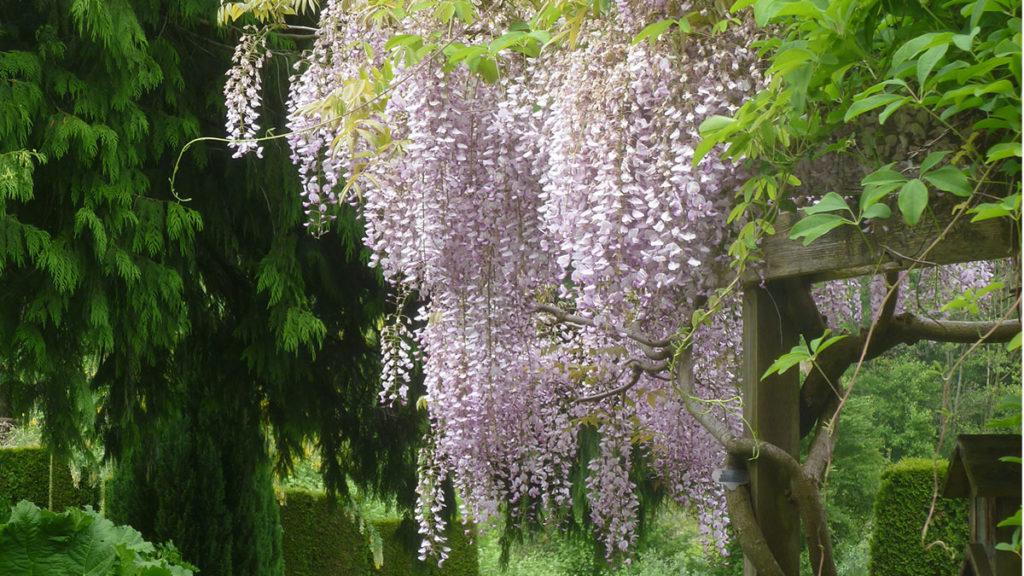 Pink Japanese Wisteria draped over a wooden pergola.