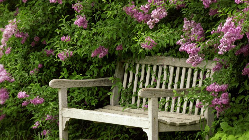 Wooden bench surrounded by flowering lilacs.