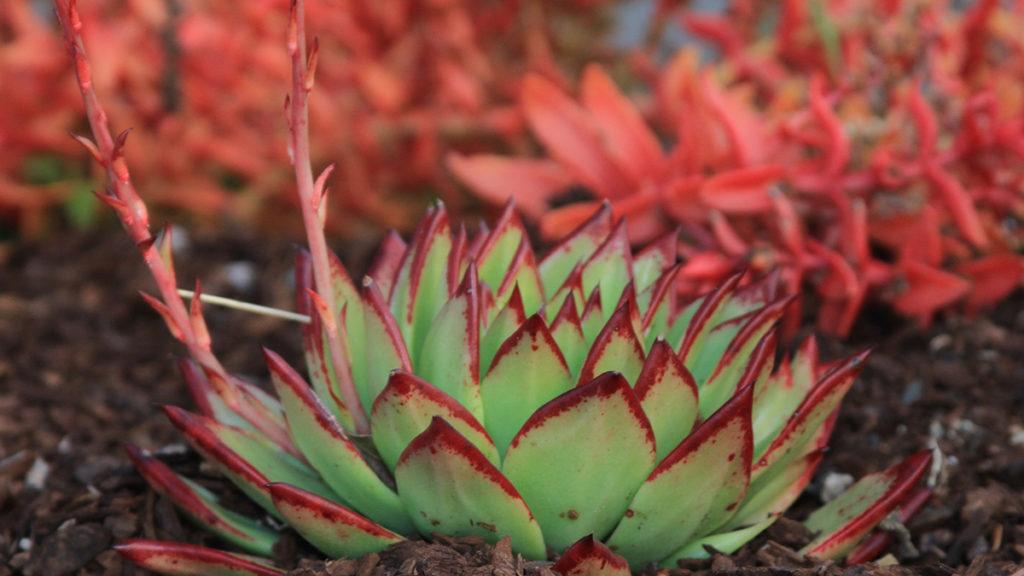 Succulents are Grounded in Beauty: Here are Three Water-wise Ones Below