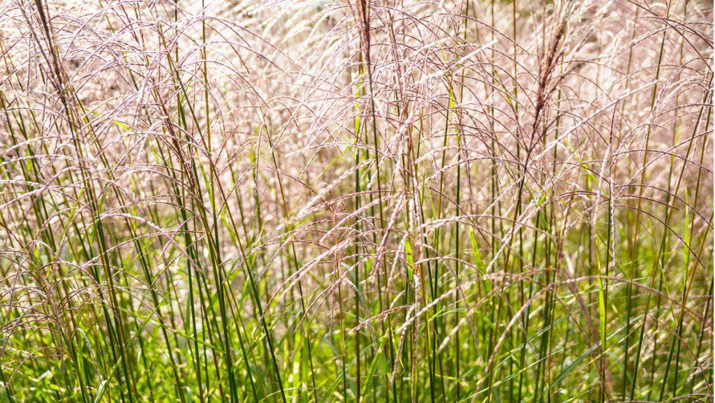 5 Ornamental Grasses Perfect for September