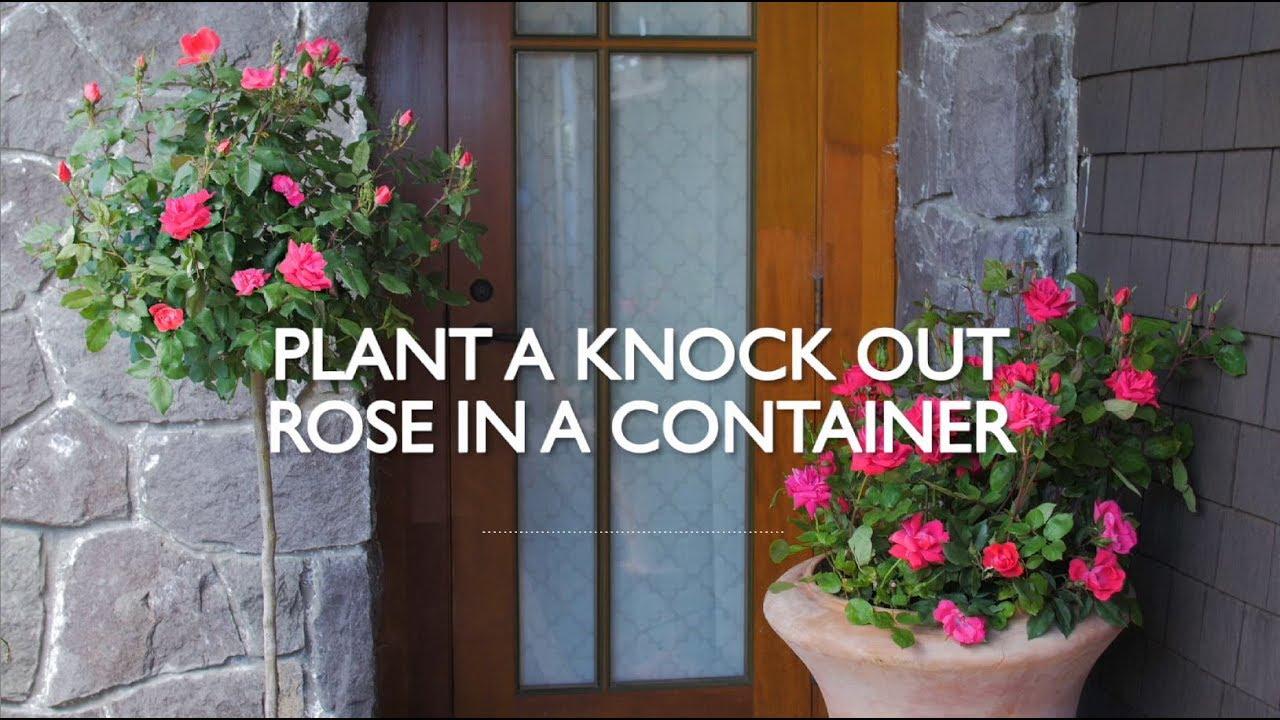 Front door with a rose tree and potted rose plant with text that reads, 