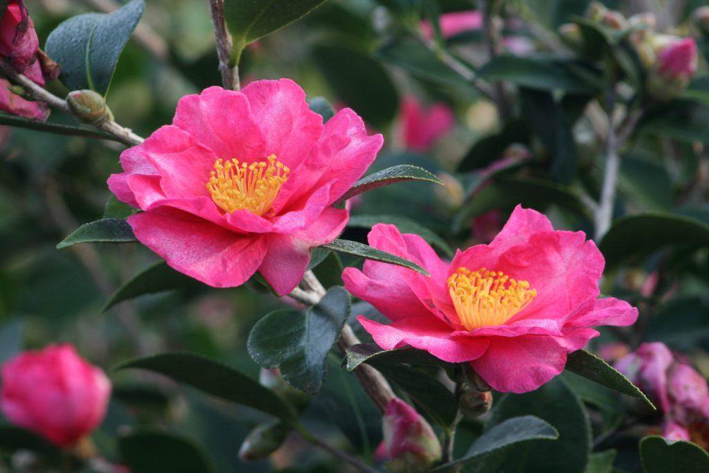 Close-up of two Kanjiro Camellia flowers.