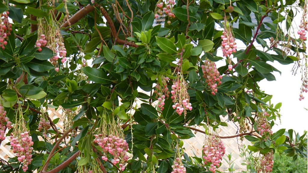 Close-up of Marina Strawberry Tree.
