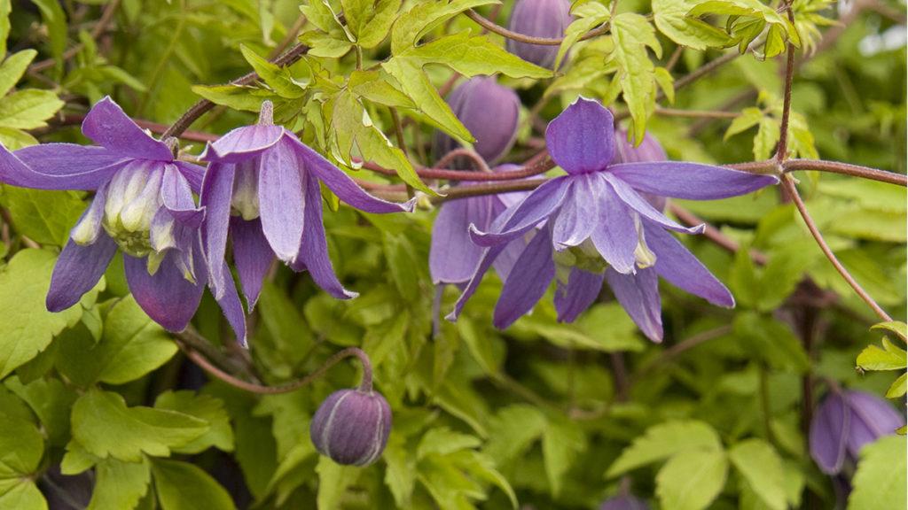 5 Perfect Plants for a North-Facing Wall