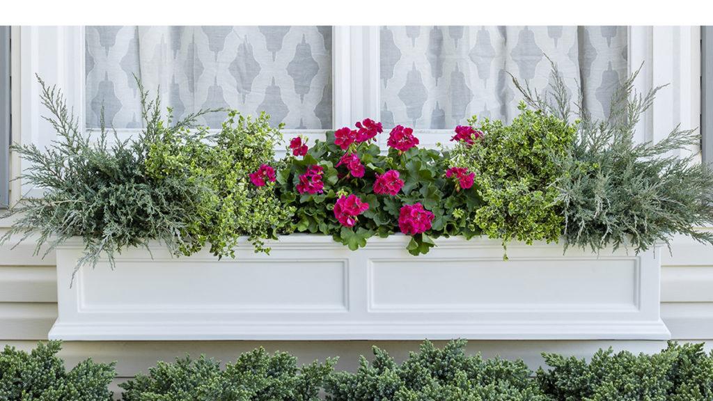 White windowbox filled with Grey Owl Juniper,  Emerald Gaiety Wintercreeper, and pink  Geranium Caliente flowers.