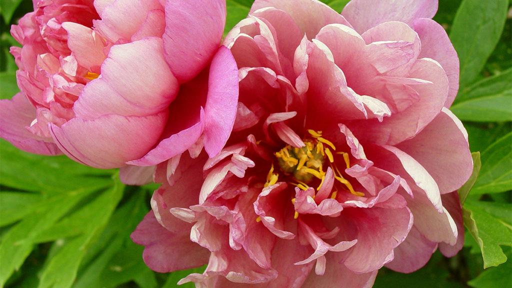 Close-up of two Keiko (Adored) Itoh Peony flowers.