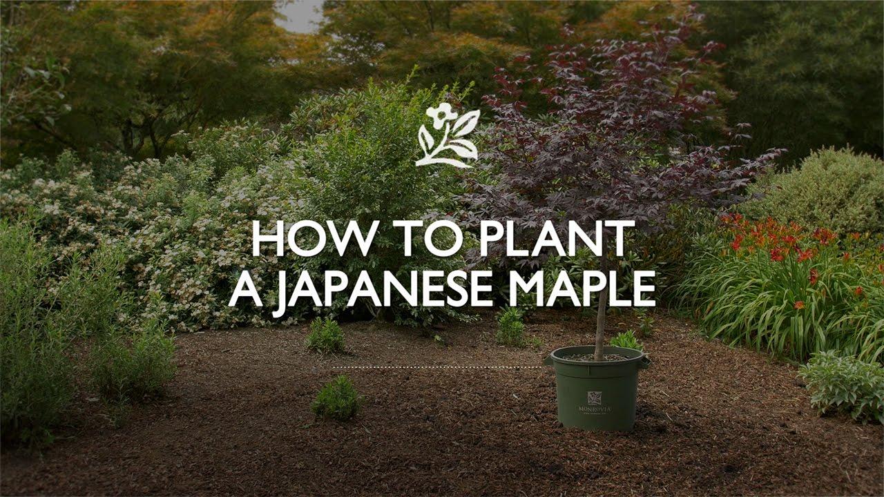 Japanese Maple plant in container surrounded by dirt and other plants with text that reads, 