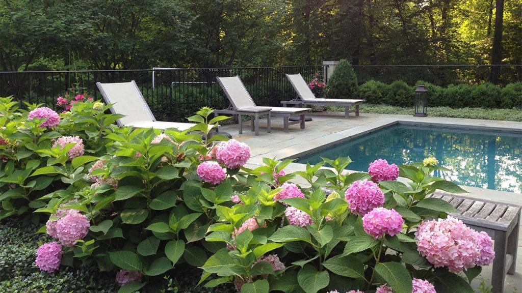 Make a Splash with Poolside Plants (Z: 8 – 11)