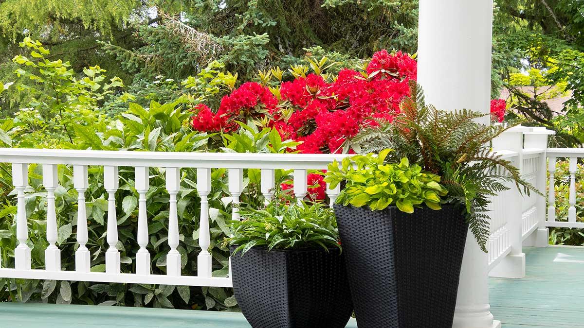 Container Garden Ideas to Beautify Your Favorite Spaces Now