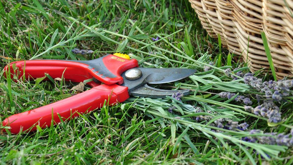 How and When to Prune Different Types of Lavender