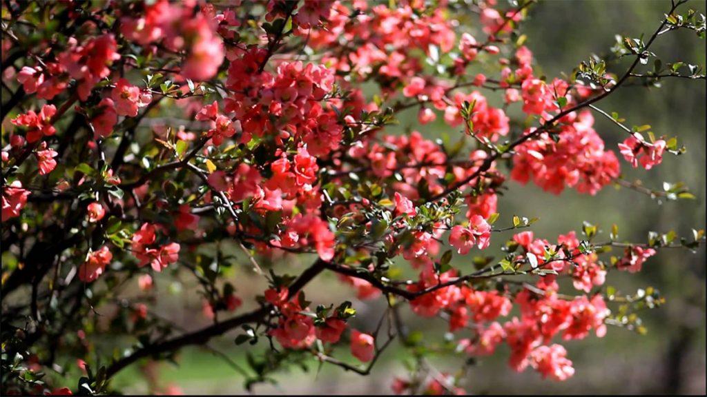Close-up of dark pink Flowering Quince flowers.