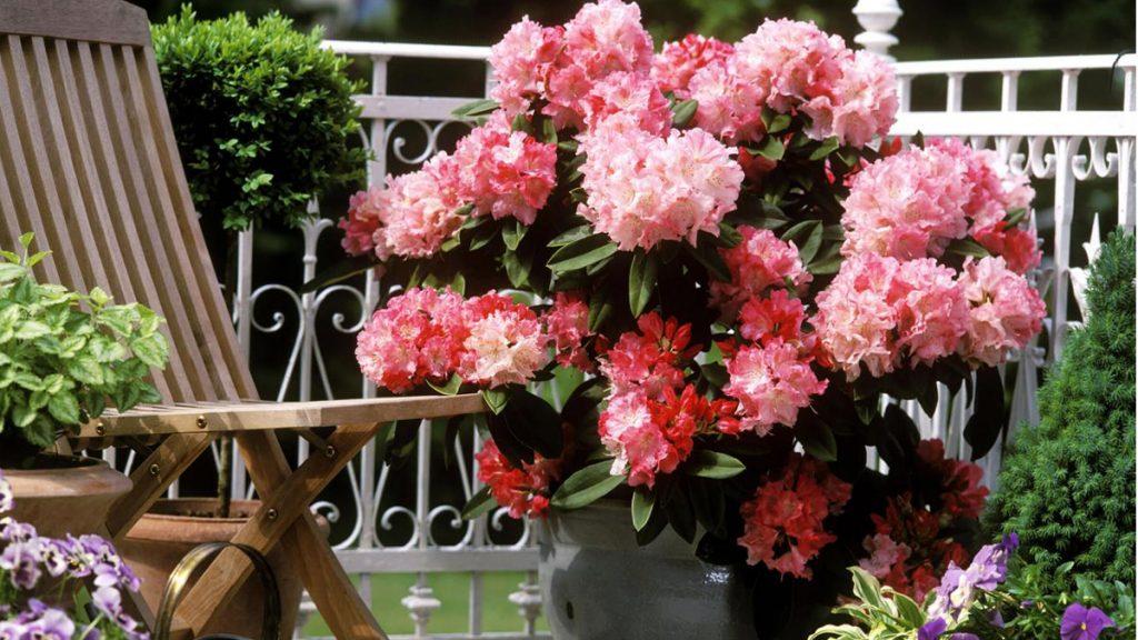 How to Grow a Rhododendron "Rhodie" Plant in a Pot